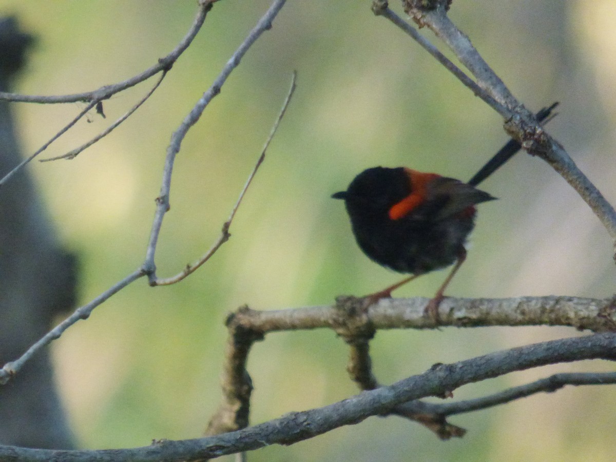 Red-backed Fairywren - ML630309013