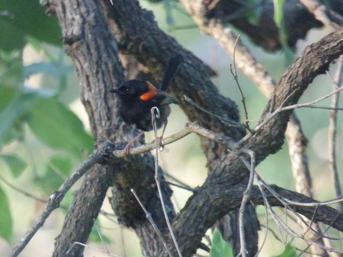 Red-backed Fairywren - ML630309015