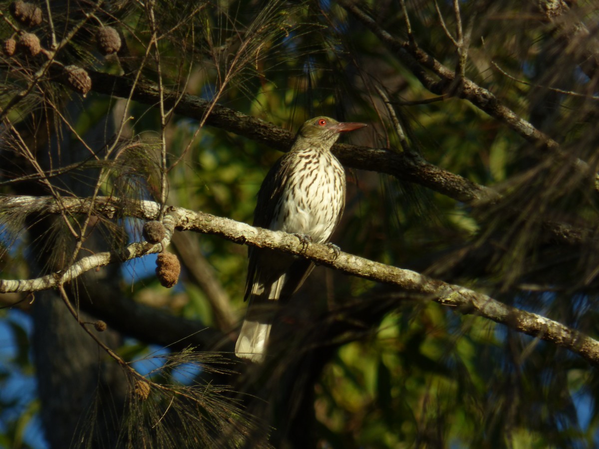 Olive-backed Oriole - ML630309084