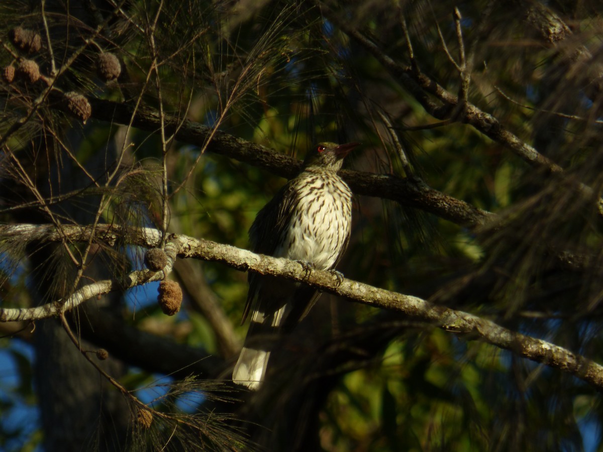 Olive-backed Oriole - ML630309085