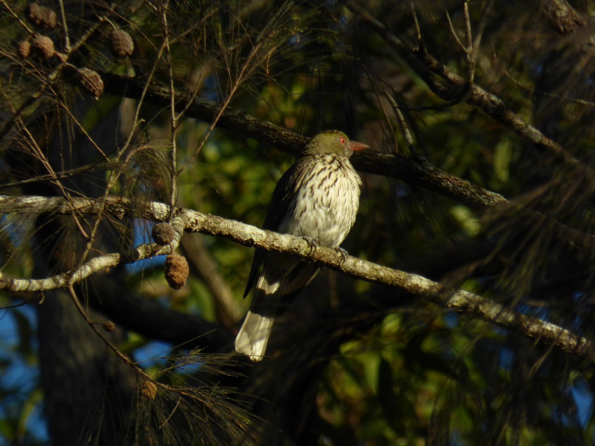 Olive-backed Oriole - ML630309086