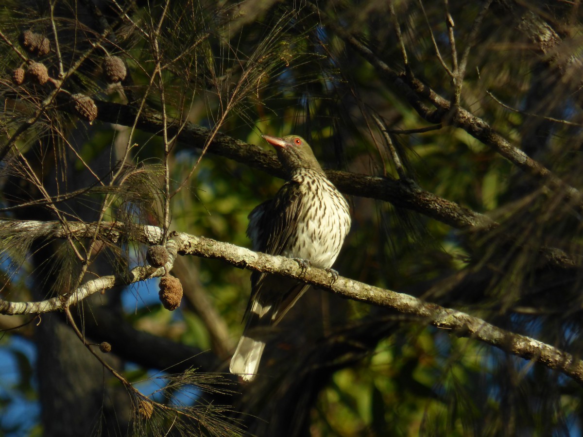 Olive-backed Oriole - ML630309087