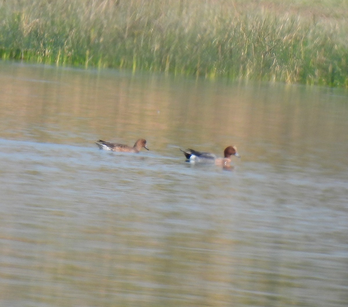 Eurasian Wigeon - Rama M V