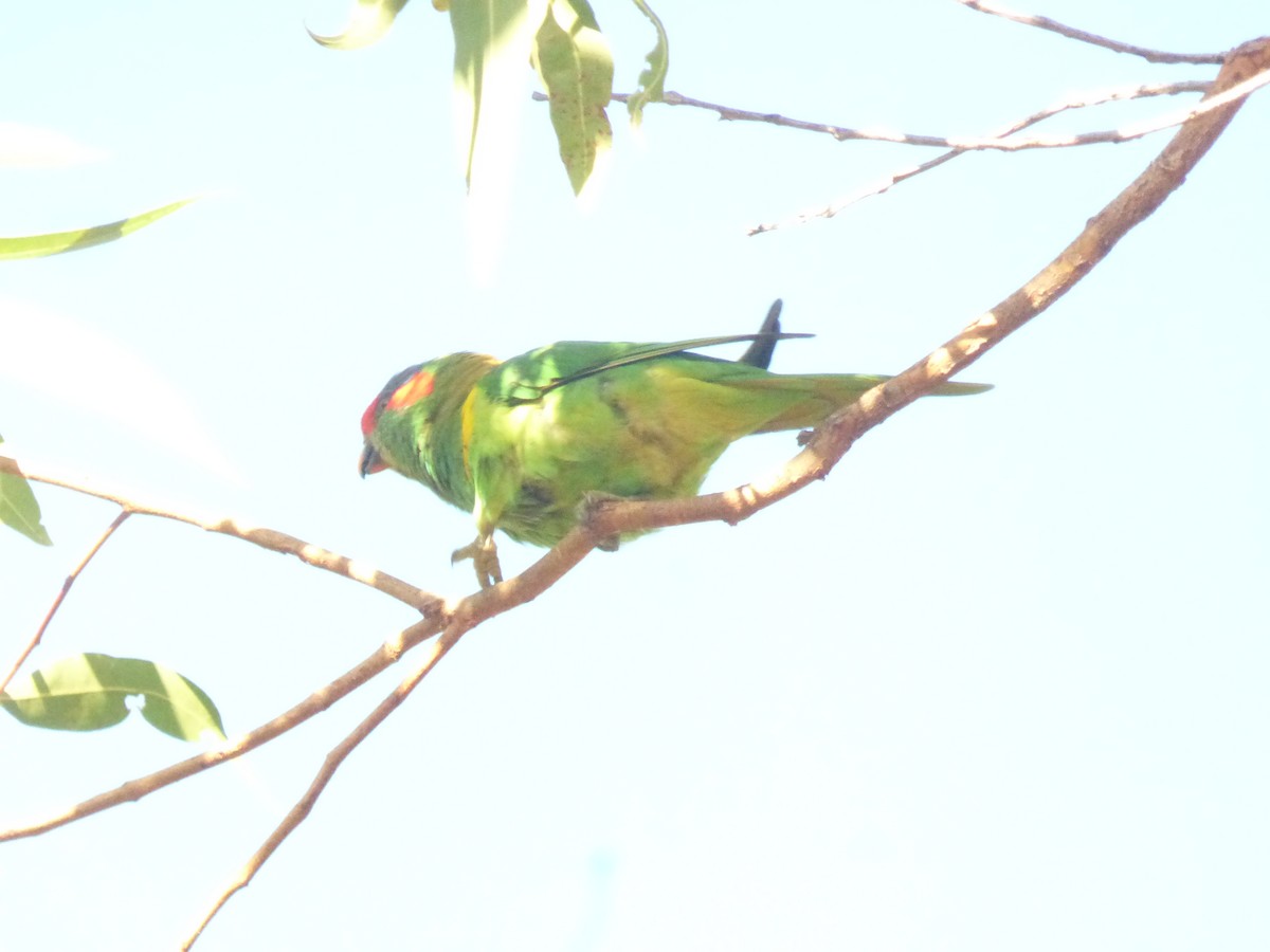 Musk Lorikeet - ML630309163