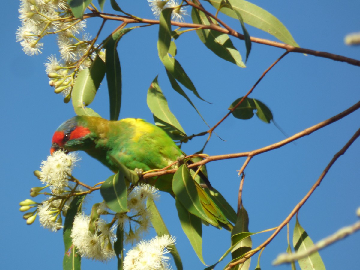 Musk Lorikeet - ML630309164