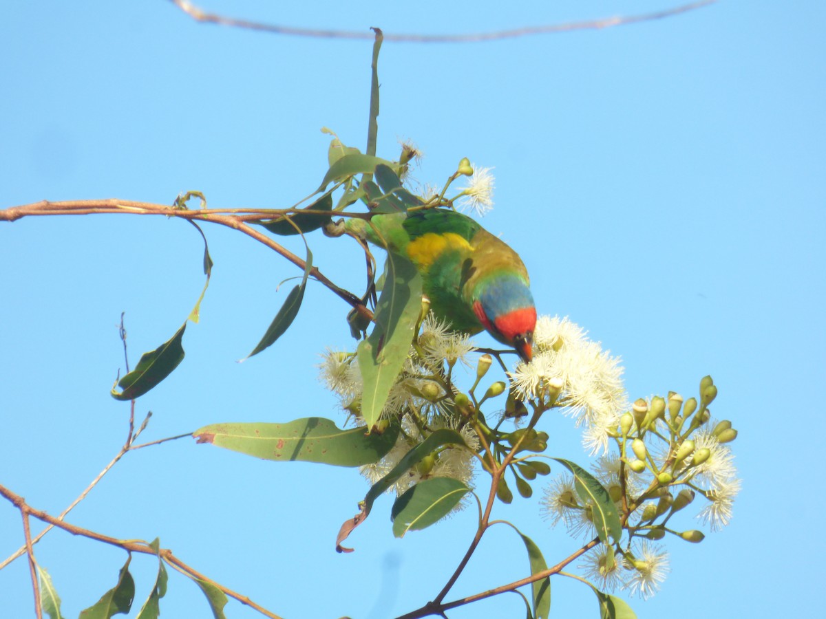 Musk Lorikeet - ML630309165