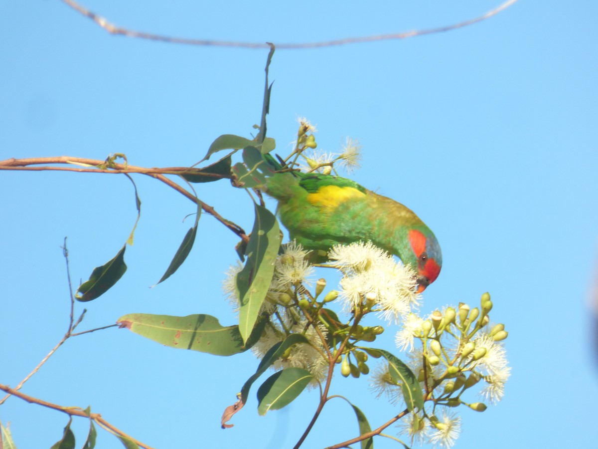Musk Lorikeet - ML630309166