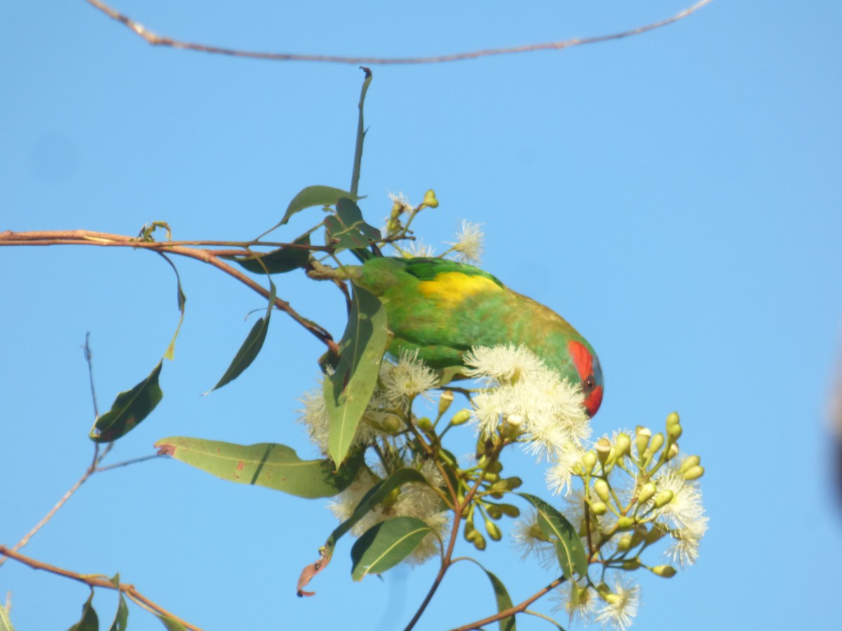 Musk Lorikeet - ML630309167