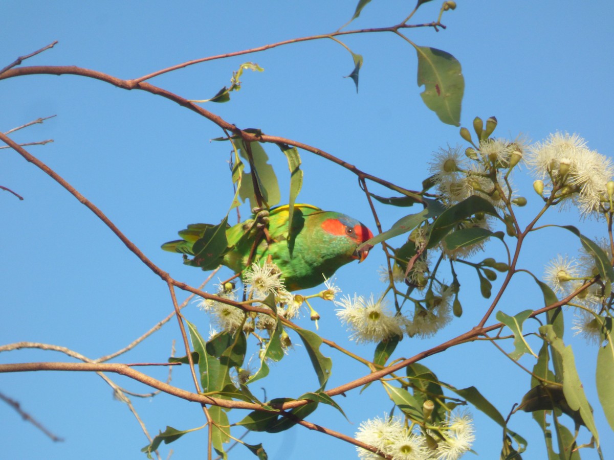 Musk Lorikeet - ML630309168
