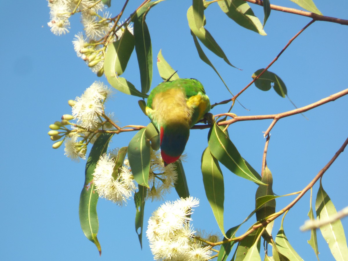 Musk Lorikeet - ML630309169