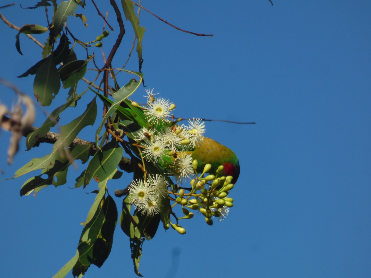 Musk Lorikeet - ML630309170