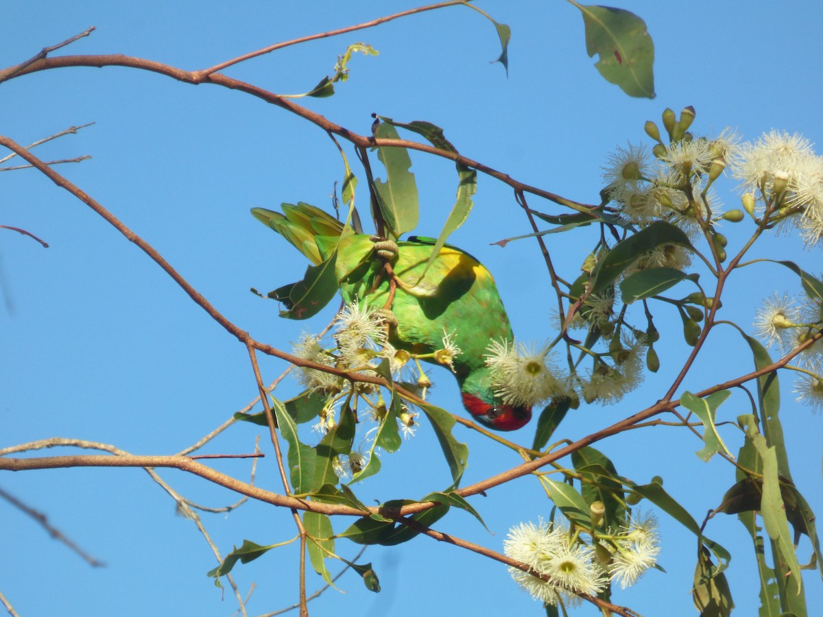 Musk Lorikeet - ML630309171