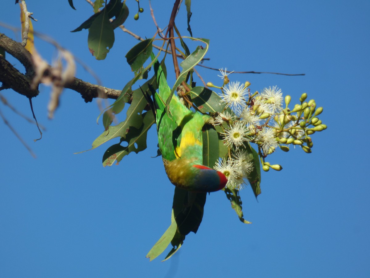 Musk Lorikeet - ML630309172