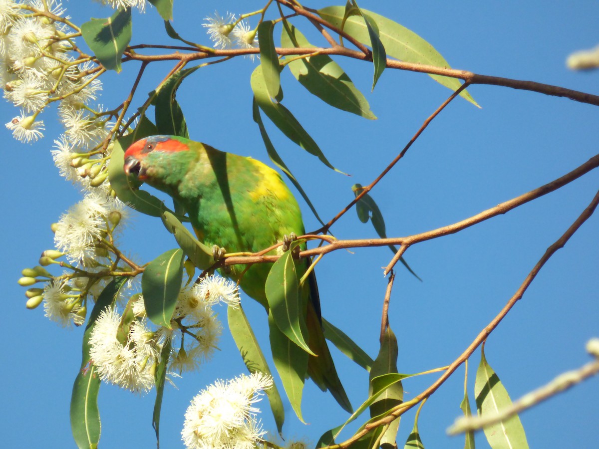 Musk Lorikeet - ML630309173