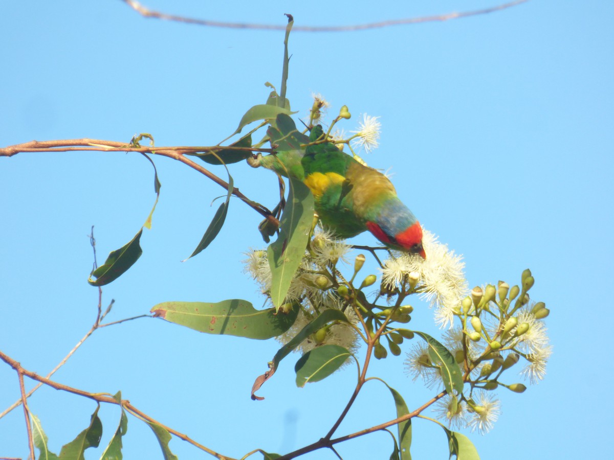 Musk Lorikeet - ML630309174