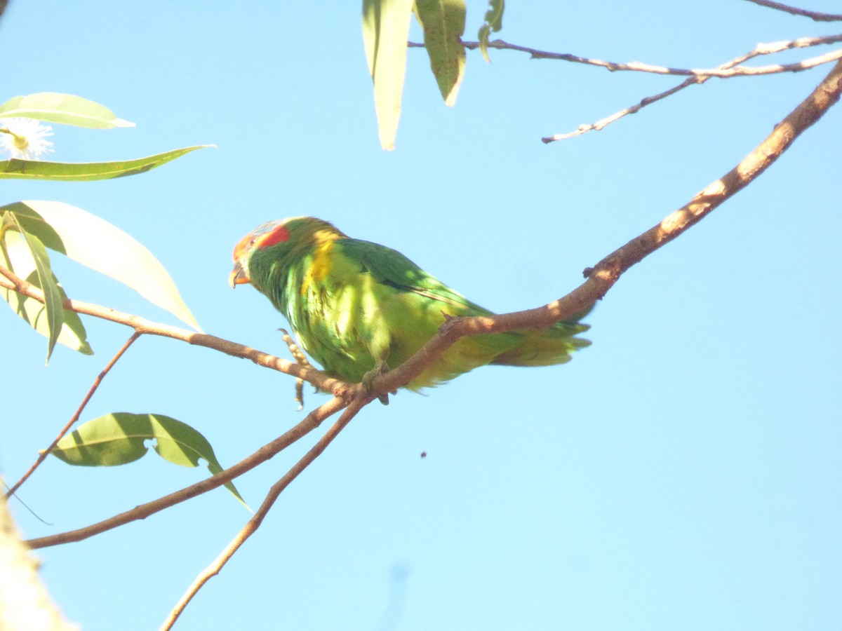 Musk Lorikeet - ML630309175
