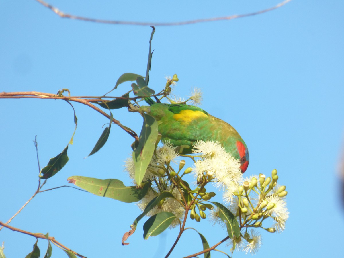 Musk Lorikeet - ML630309176