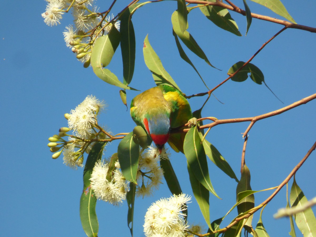 Musk Lorikeet - ML630309177