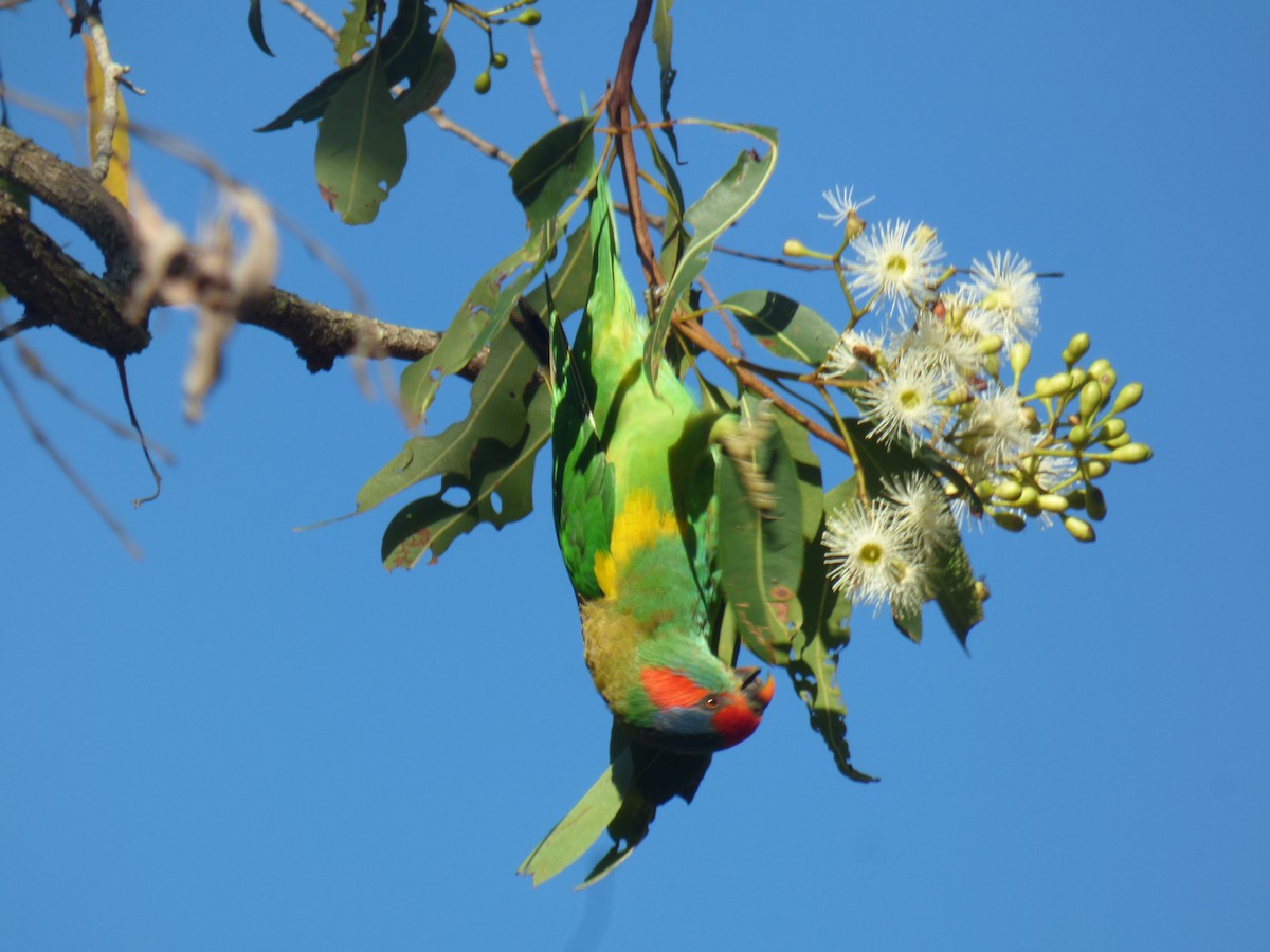 Musk Lorikeet - ML630309178
