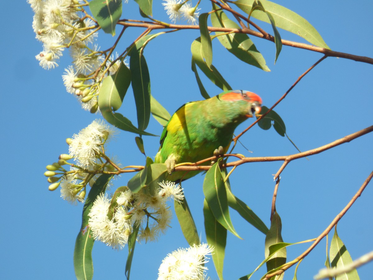 Musk Lorikeet - ML630309179