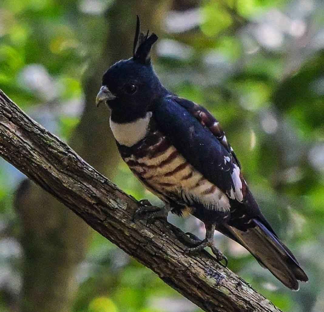 Black Baza - ML630309243