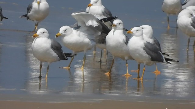 Sooty Gull - ML630309277