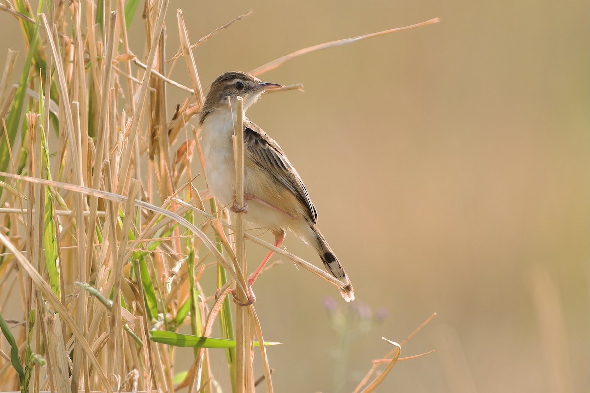 Zitting Cisticola (Double Zitting) - Sam Hambly