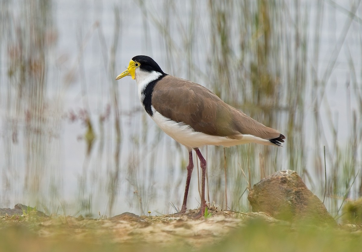 Masked Lapwing - ML630309486