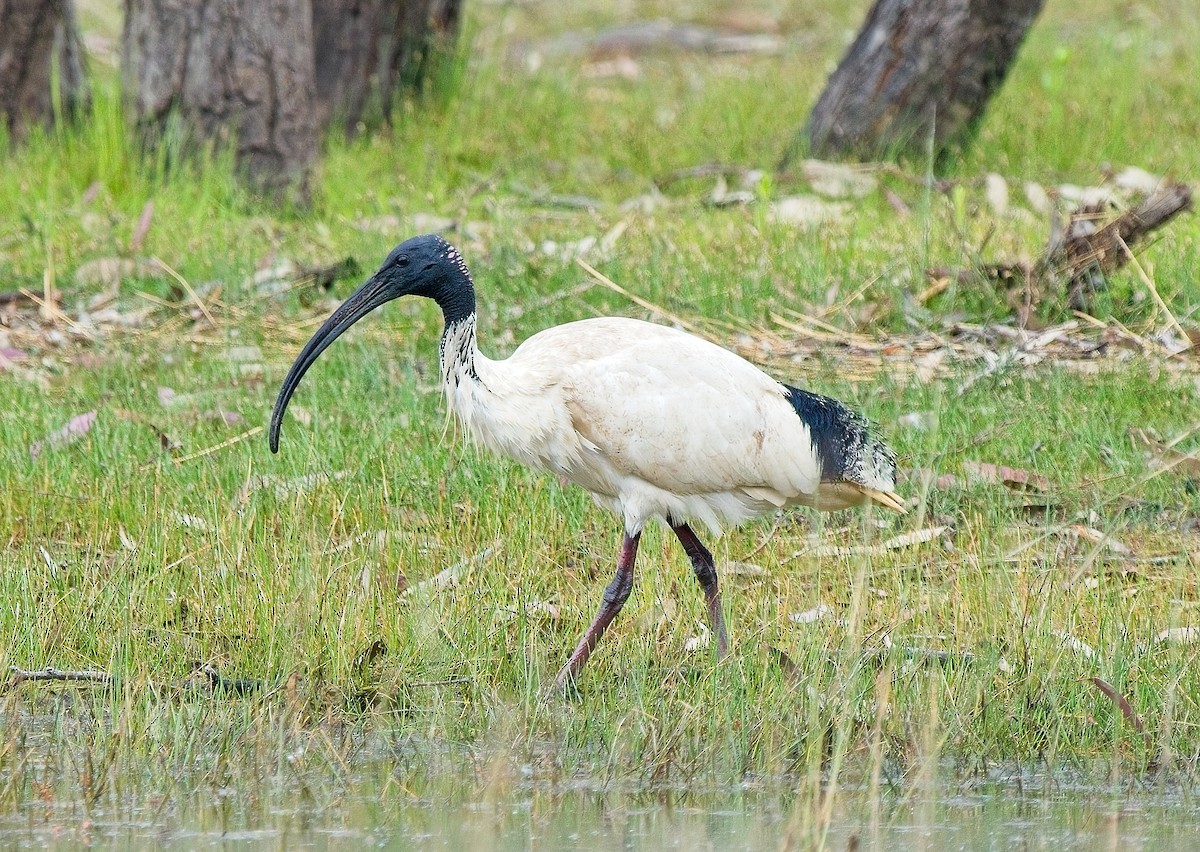 Australian Ibis - ML630309489