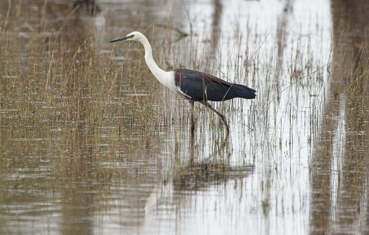 Pacific Heron - ML630309502