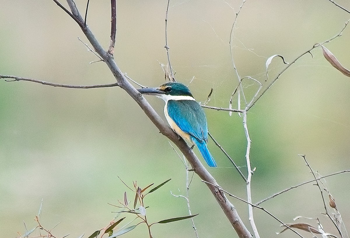 Sacred Kingfisher - ML630309505