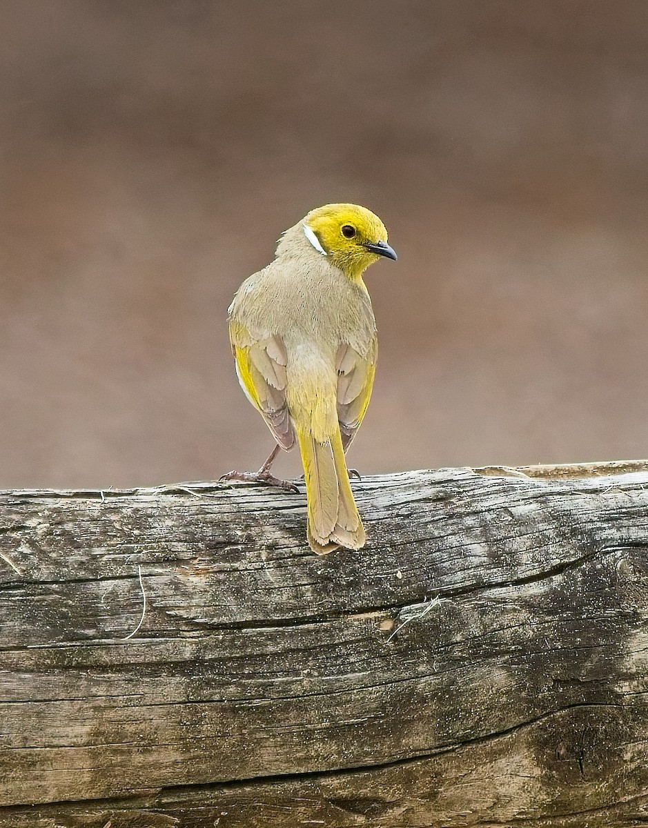 White-plumed Honeyeater - ML630309507