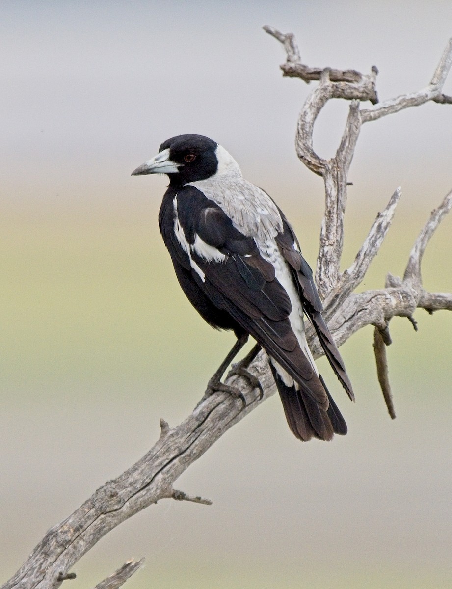 Australian Magpie - ML630309509