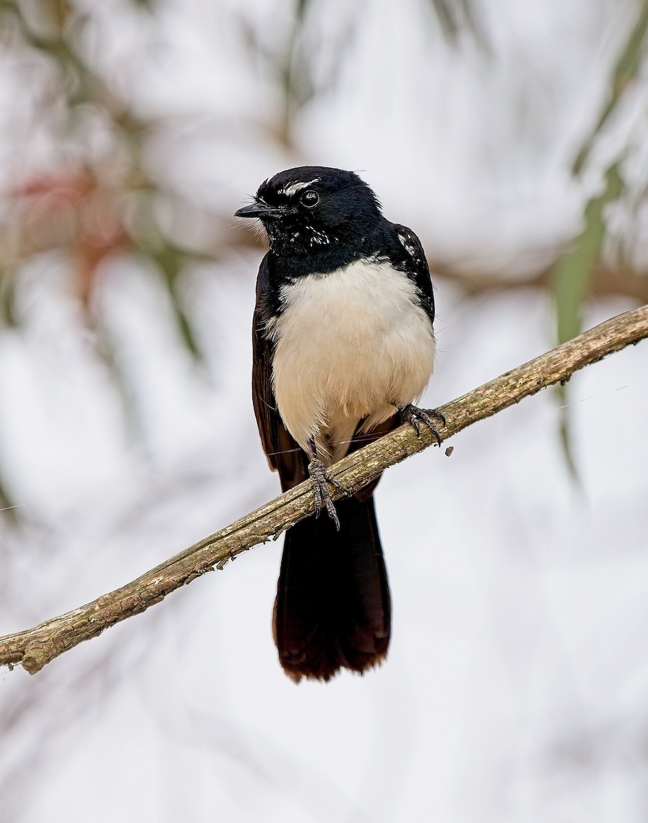 Willie-wagtail - ML630309515