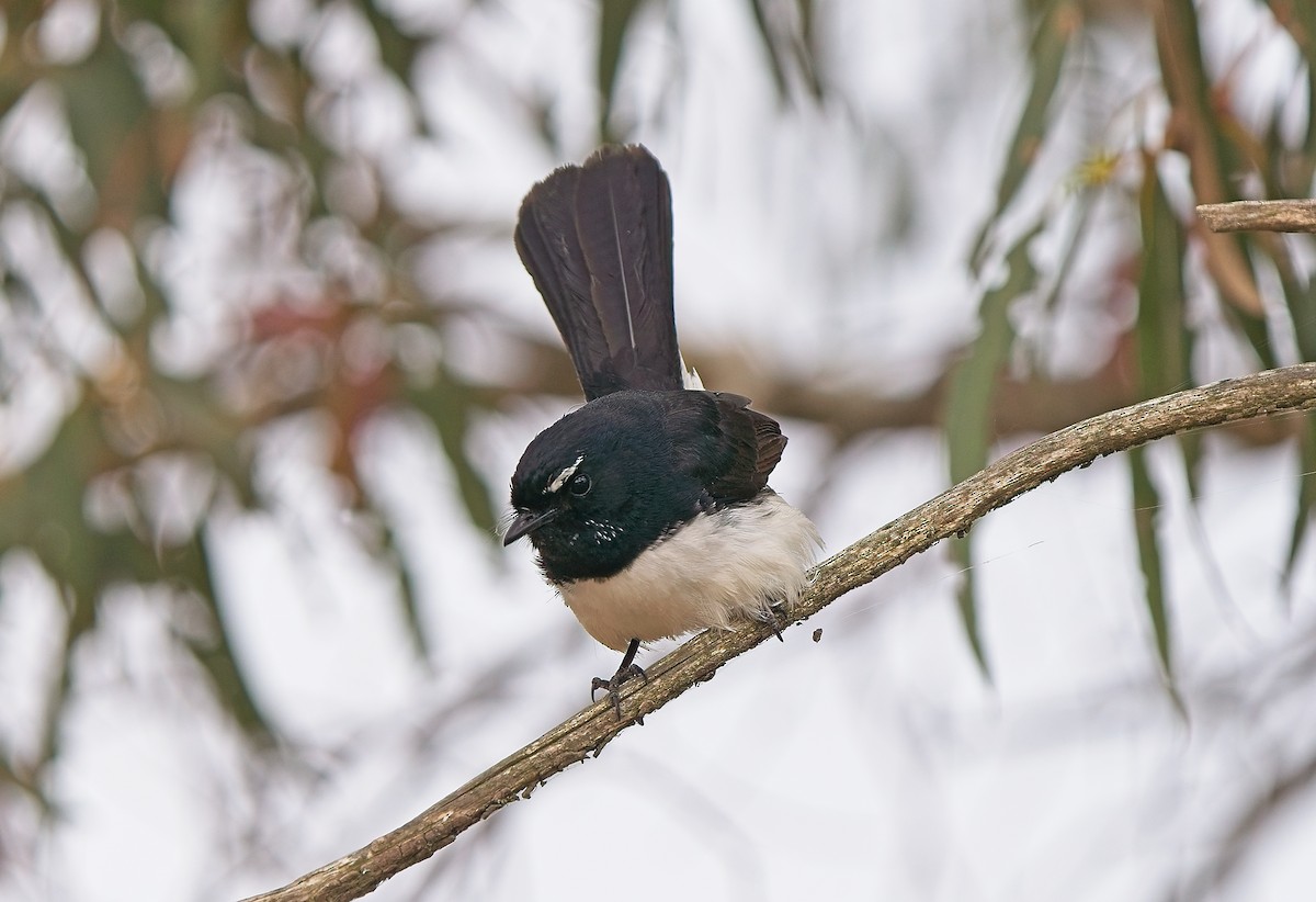 Willie-wagtail - ML630309516