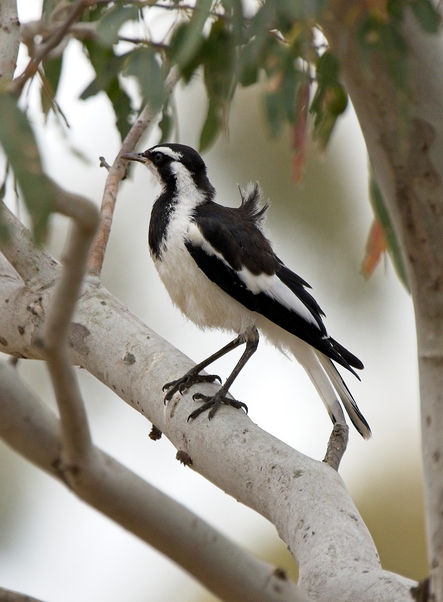 Magpie-lark - ML630309519