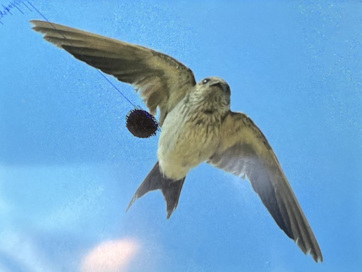 Eastern Red-rumped Swallow - ML630309539