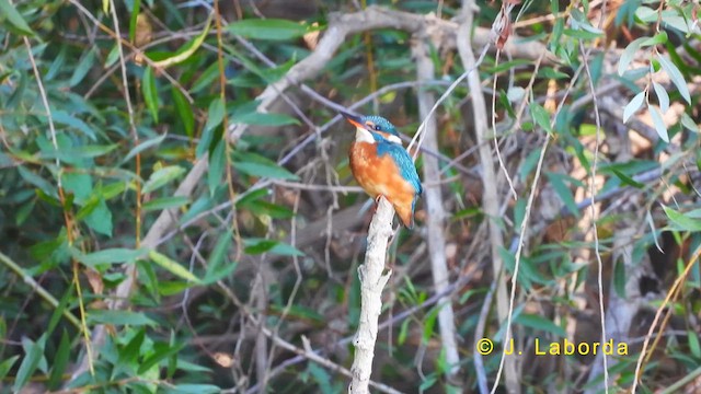 Common Kingfisher - ML630310034