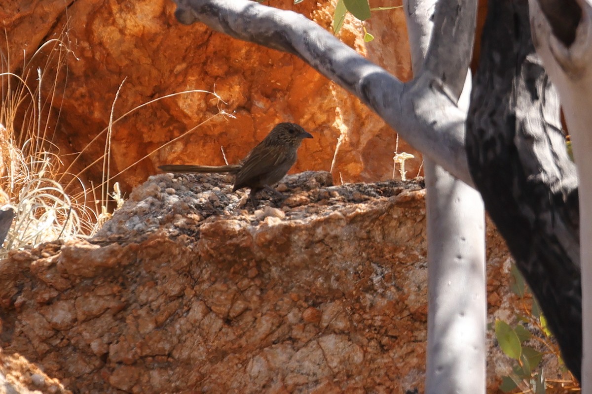 Kalkadoon Grasswren - ML630310129