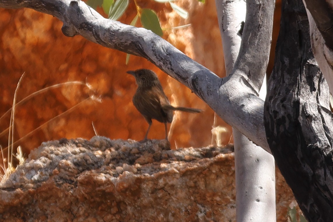 Kalkadoon Grasswren - ML630310133