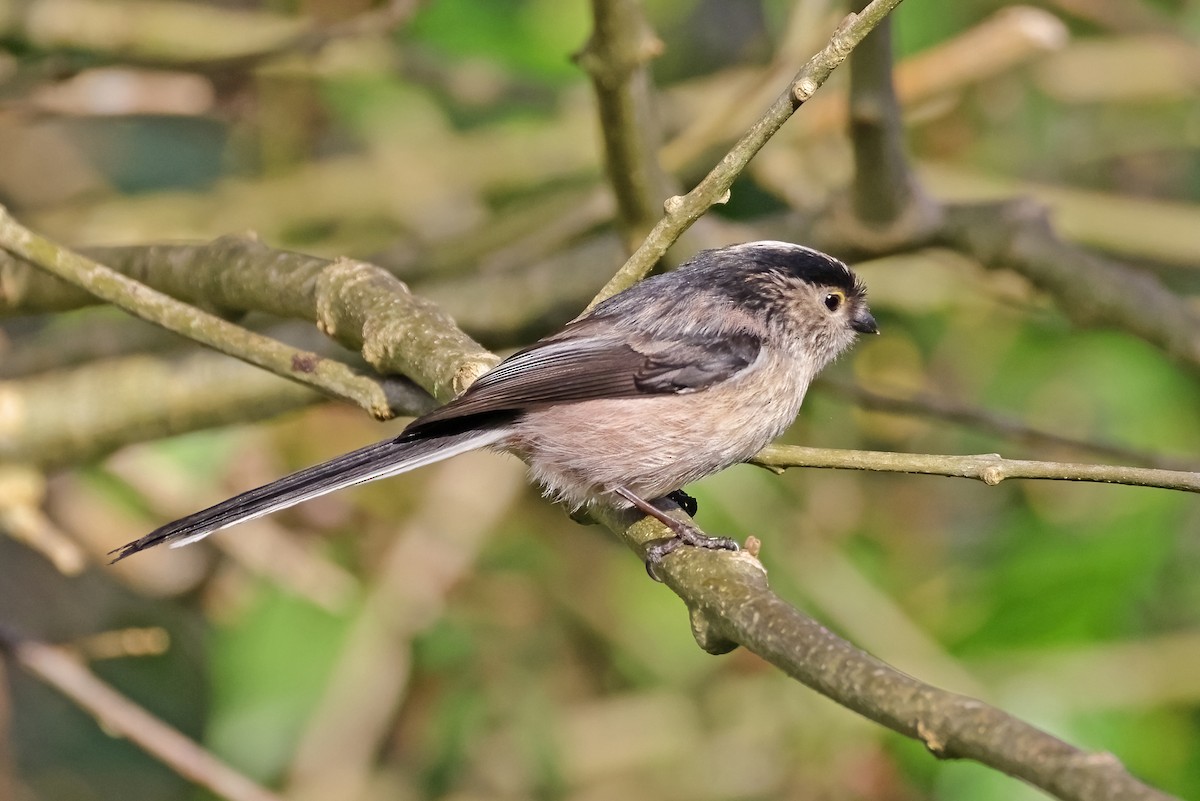 Orite à longue queue - ML630310418