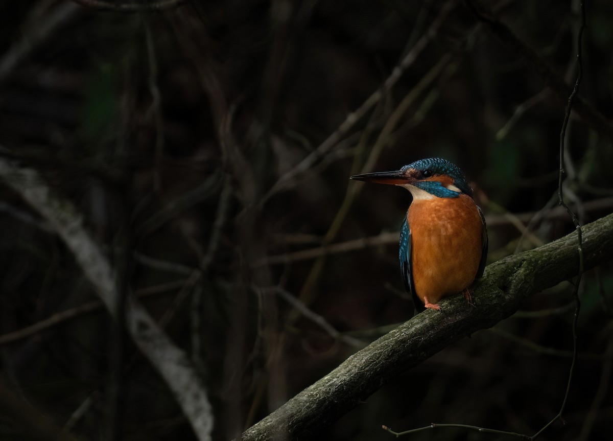 Common Kingfisher - ML630310465