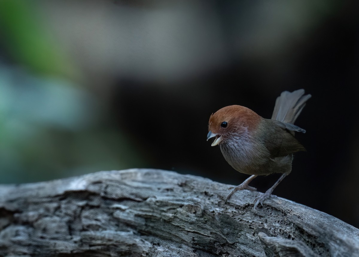 Brown-winged Parrotbill - ML630310500