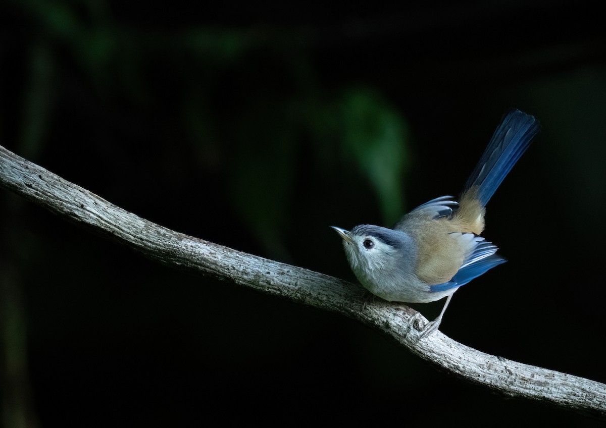 Blue-winged Minla - ML630310525