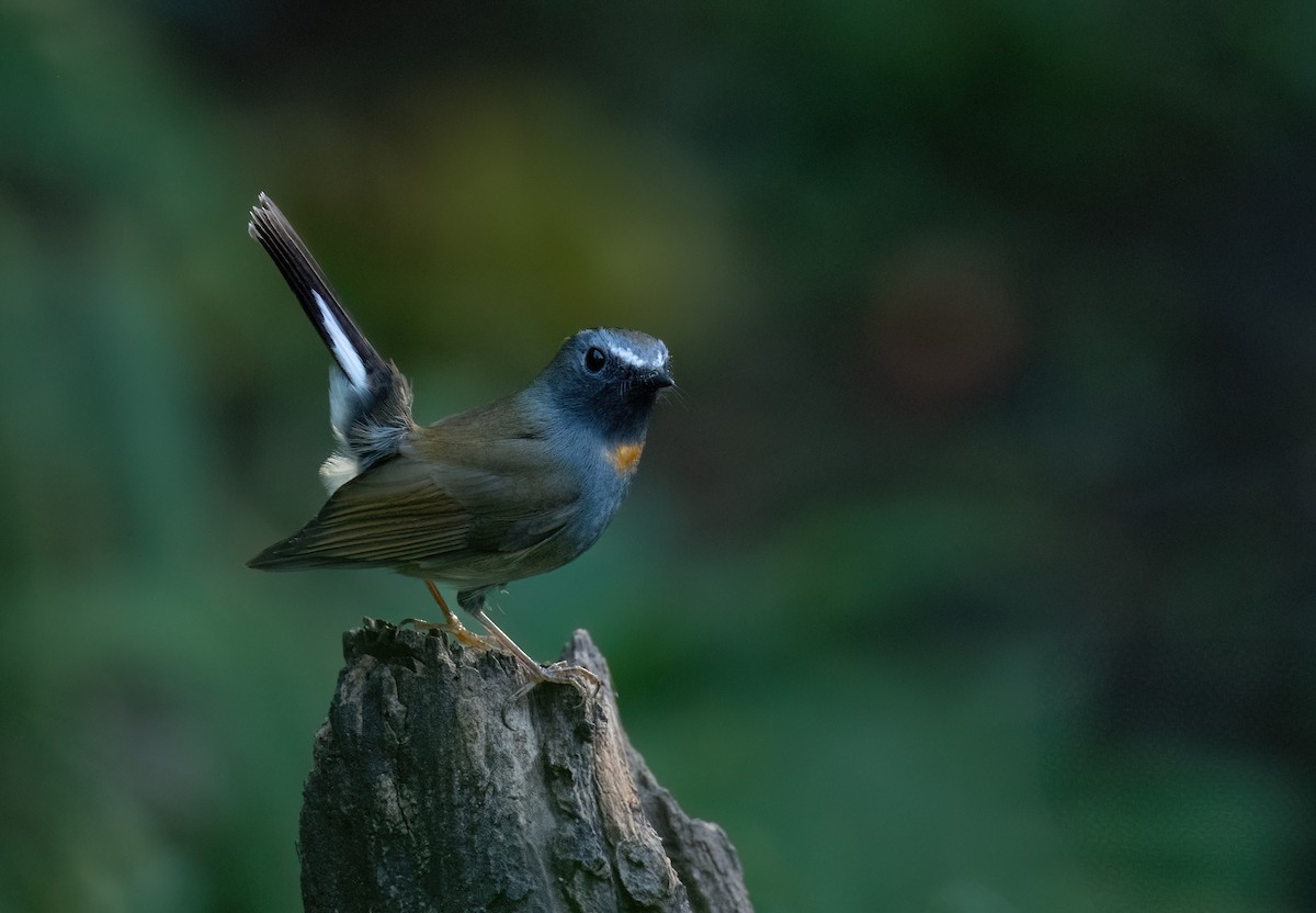 Rufous-gorgeted Flycatcher - ML630310540
