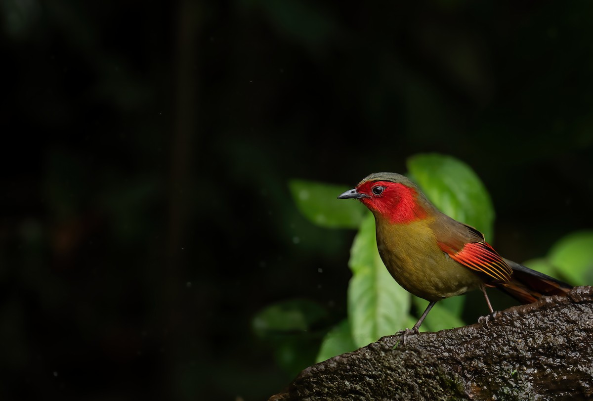 Scarlet-faced Liocichla - ML630310549