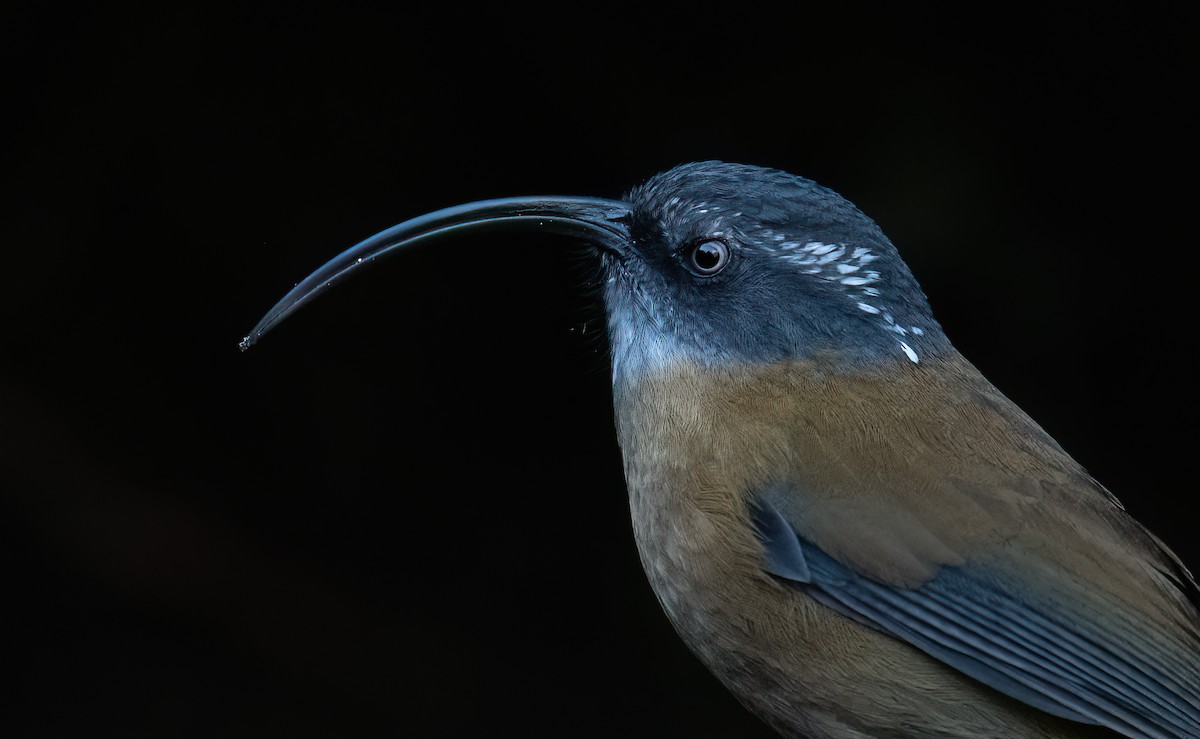 Slender-billed Scimitar-Babbler - ML630310575
