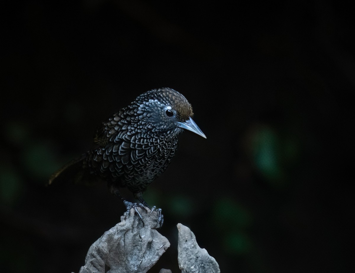 Cachar Wedge-billed Babbler - ML630310590