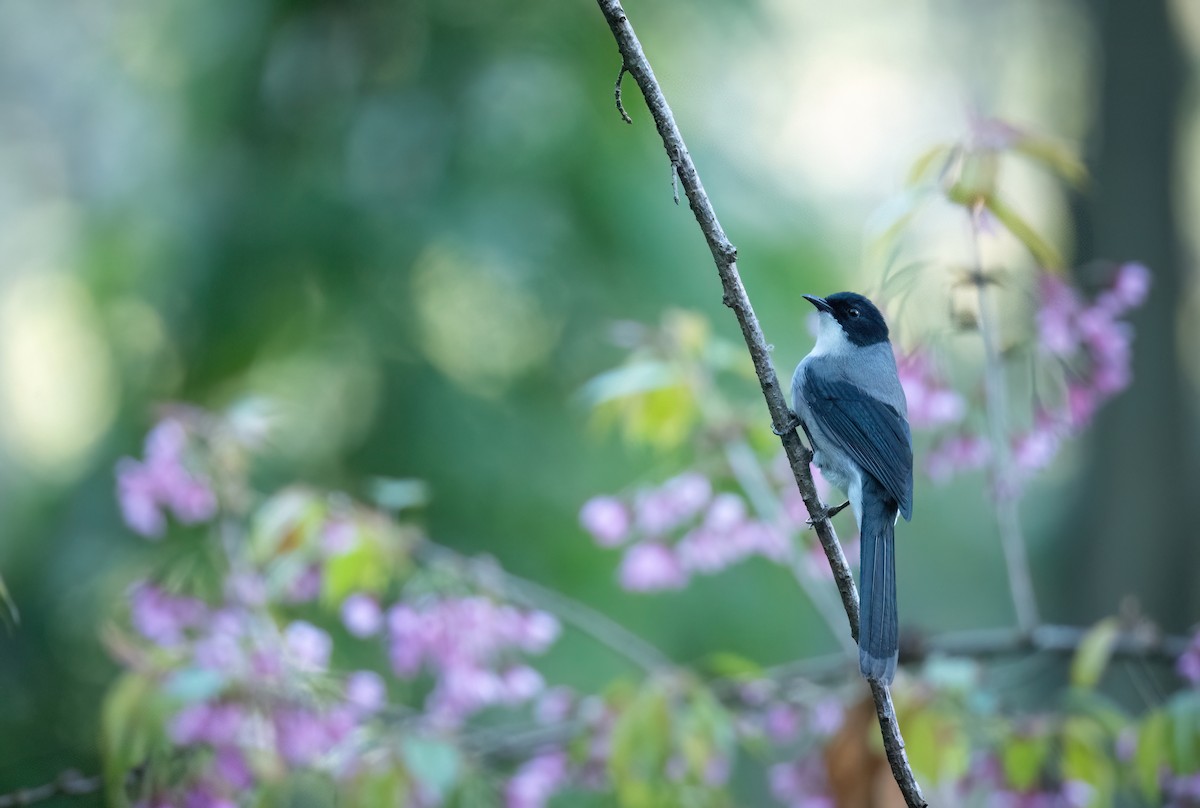 Black-headed Sibia - ML630310595