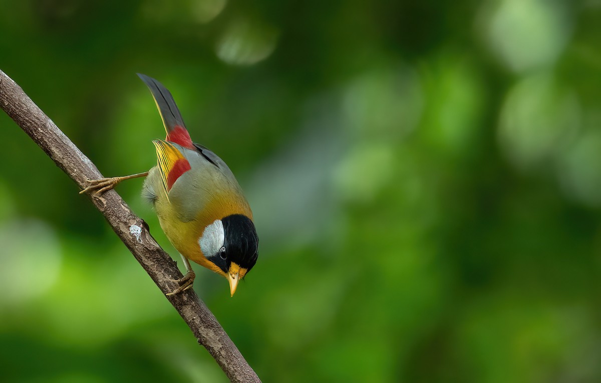 Silver-eared Mesia - ML630310613